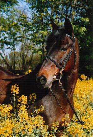 Pferd im Rapsfeld