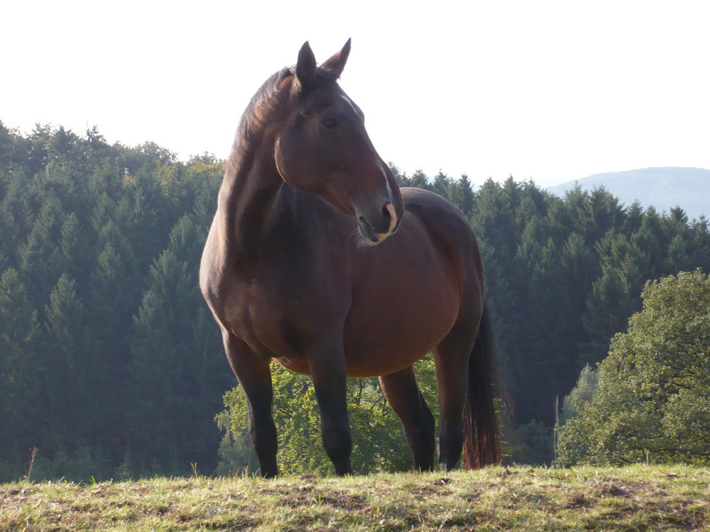 Pferd im Sauerland