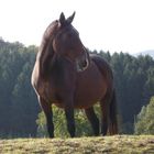 Pferd im Sauerland