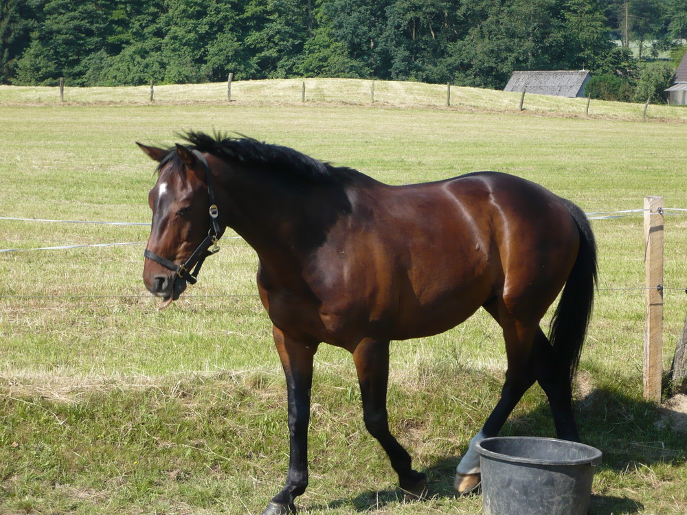 Pferd im Sauerland