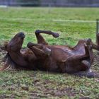 Pferd im Schlamm II