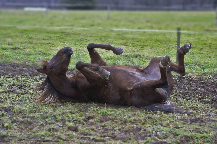 Pferd im Schlamm II