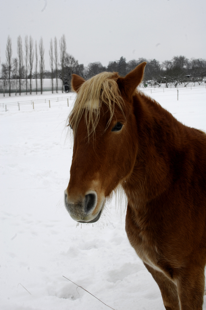 Pferd im Schnee