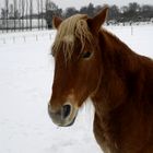 Pferd im Schnee