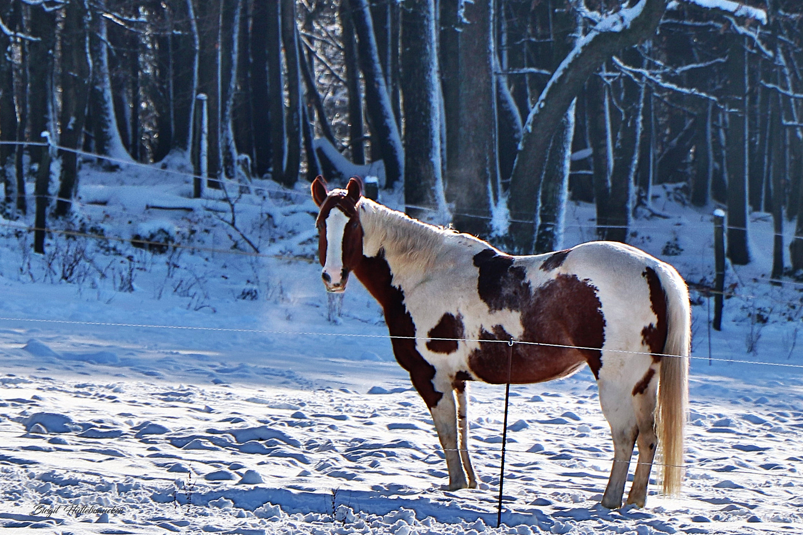 Pferd im Schnee