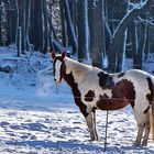 Pferd im Schnee