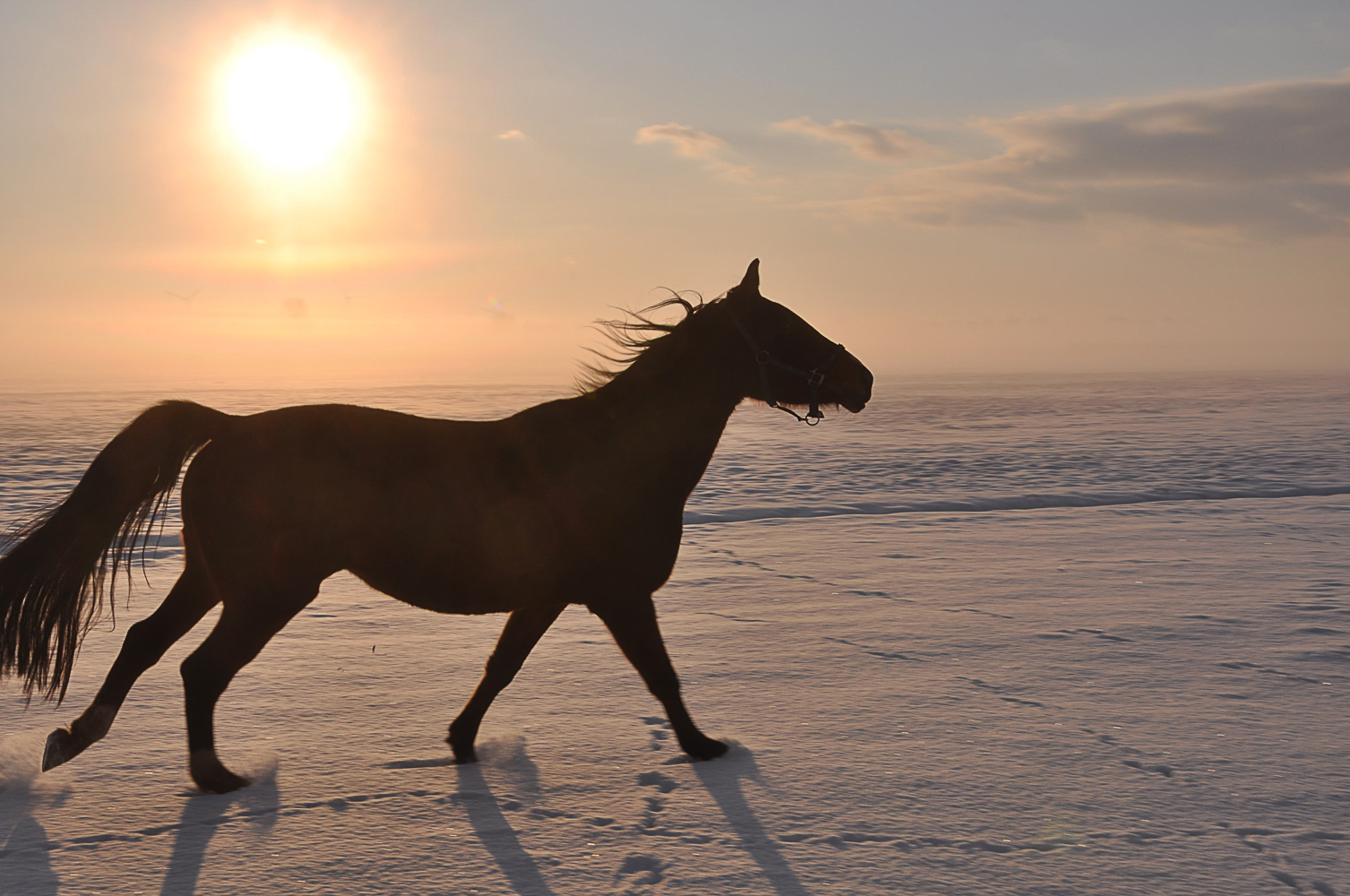 Pferd im Schnee