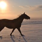 Pferd im Schnee