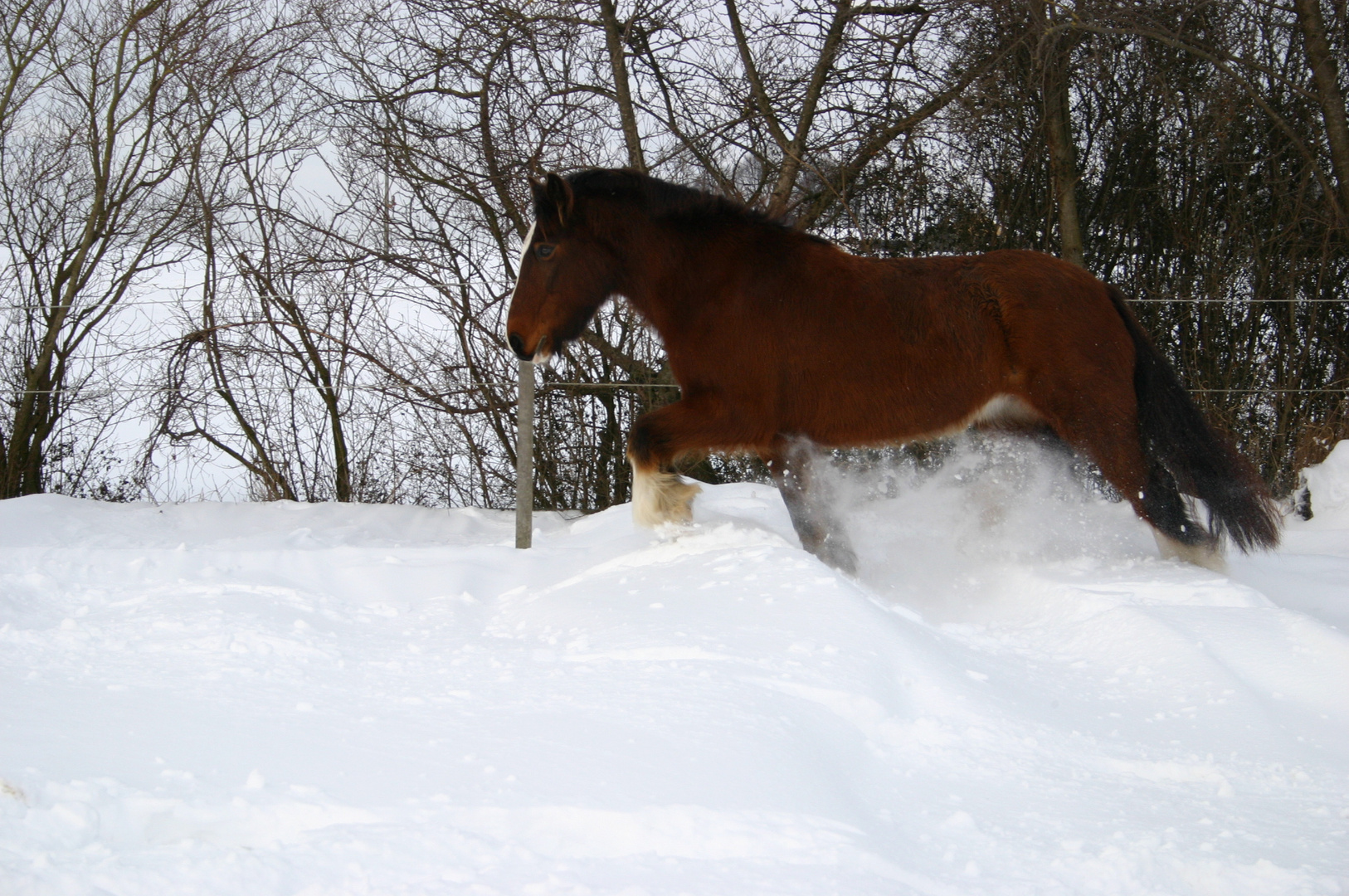 Pferd im Schnee