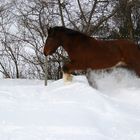 Pferd im Schnee