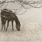 Pferd im Schnee