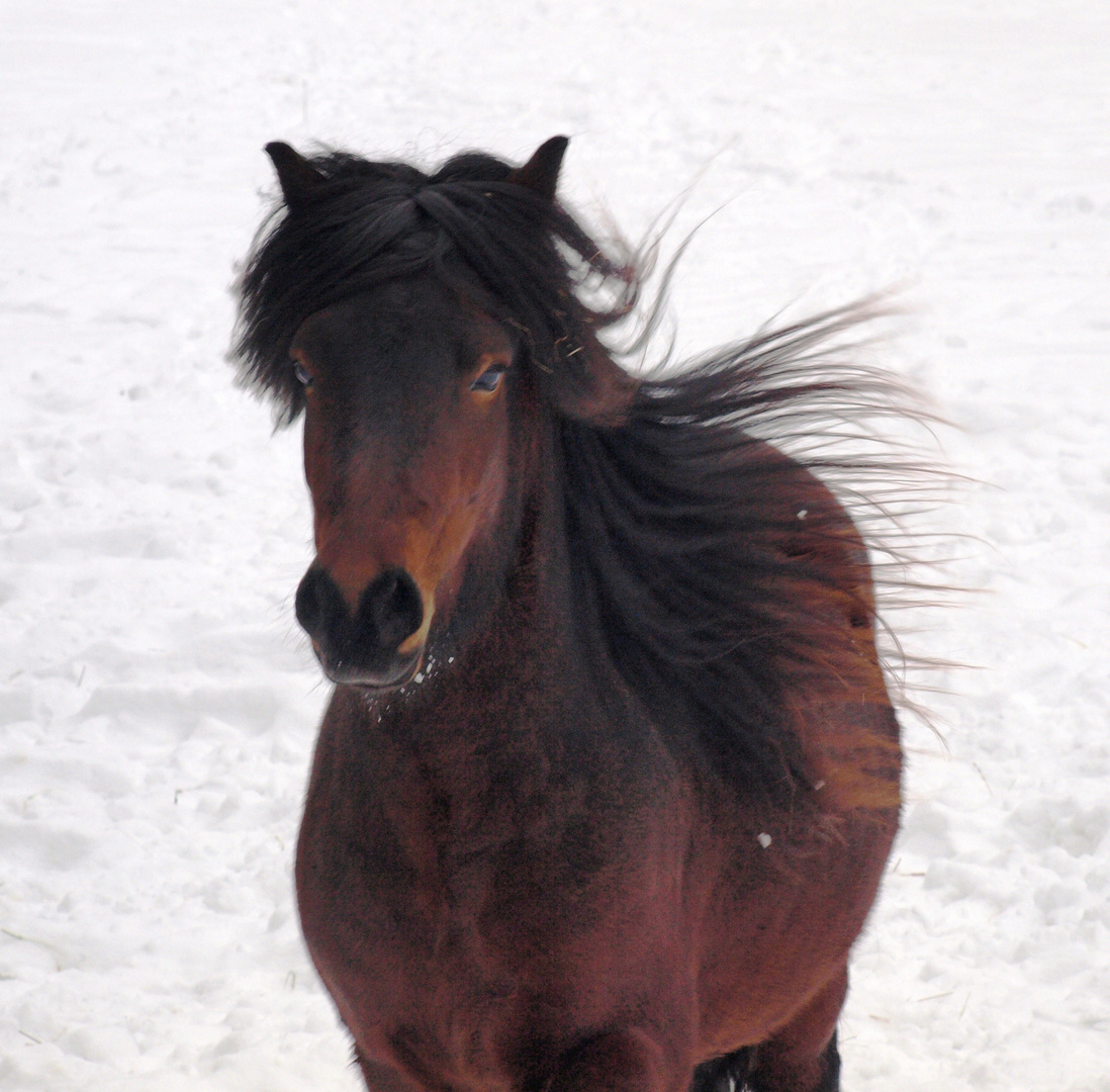 Pferd im Schnee