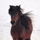 Pferd im Schnee