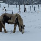 Pferd im Schnee