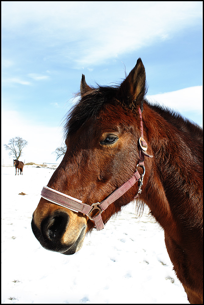 Pferd im Schnee