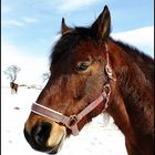 Pferd im Schnee