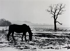 Pferd im Schnee