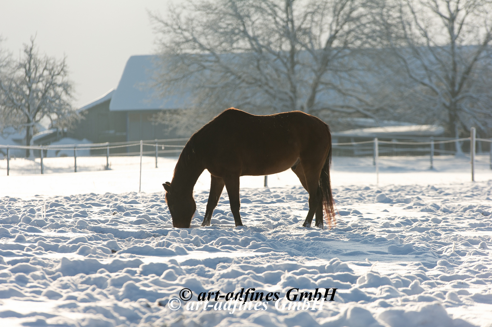 Pferd im Schnee