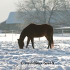 Pferd im Schnee