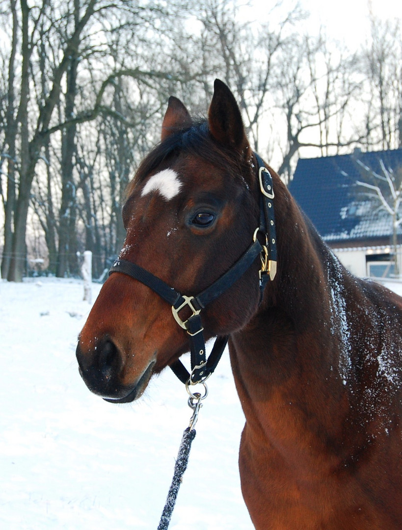 Pferd im Schnee