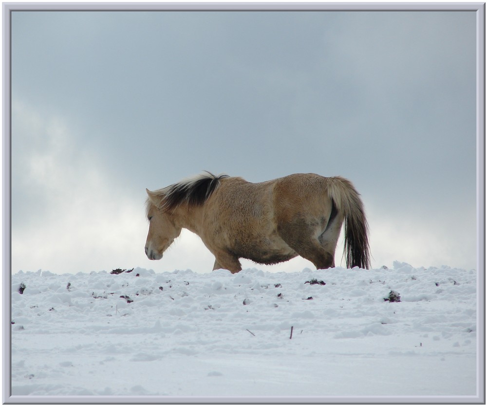 Pferd im Schnee