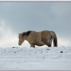 Pferd im Schnee