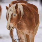 Pferd im Schnee