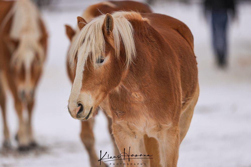 Pferd im Schnee