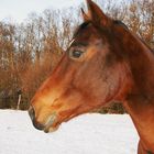 Pferd im Schnee