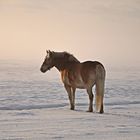 Pferd im Schnee III