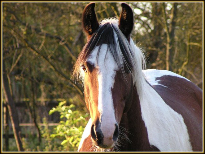 Pferd im Seitenlicht