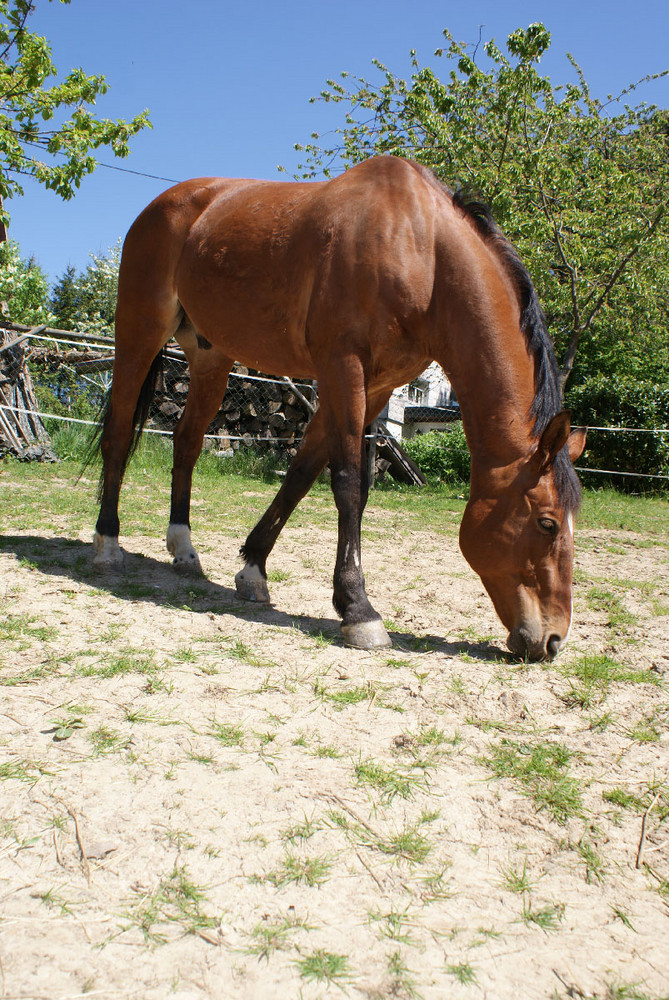 Pferd im Sommer