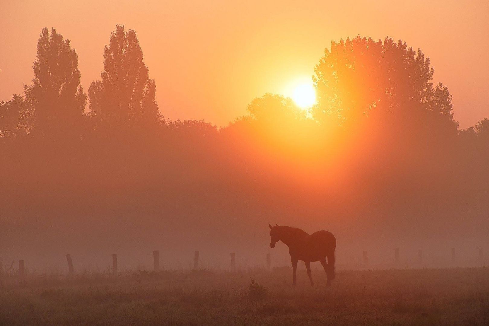 Pferd im Sonnenaufgang