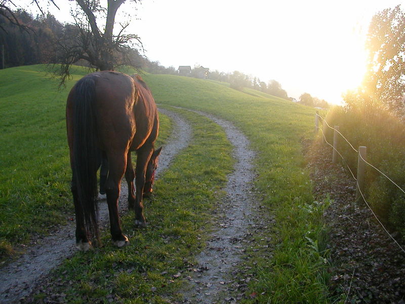 pferd im sonnenuntergan