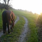 pferd im sonnenuntergan