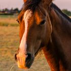 Pferd im Sonnenuntergang