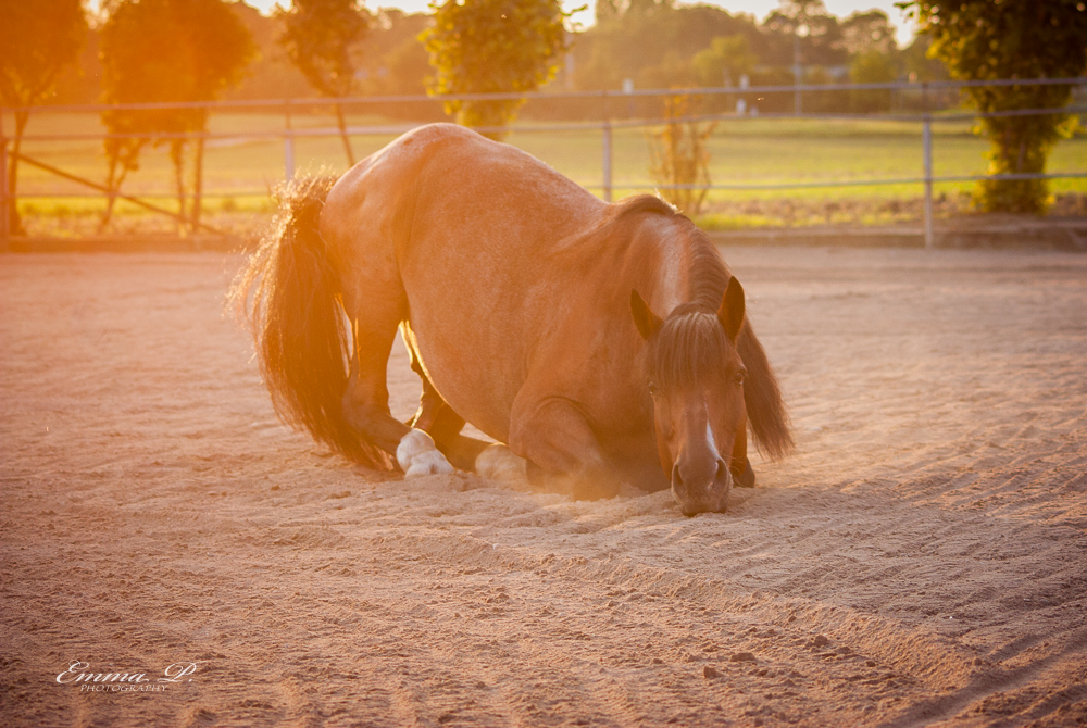 Pferd im Sonnenuntergang