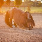 Pferd im Sonnenuntergang