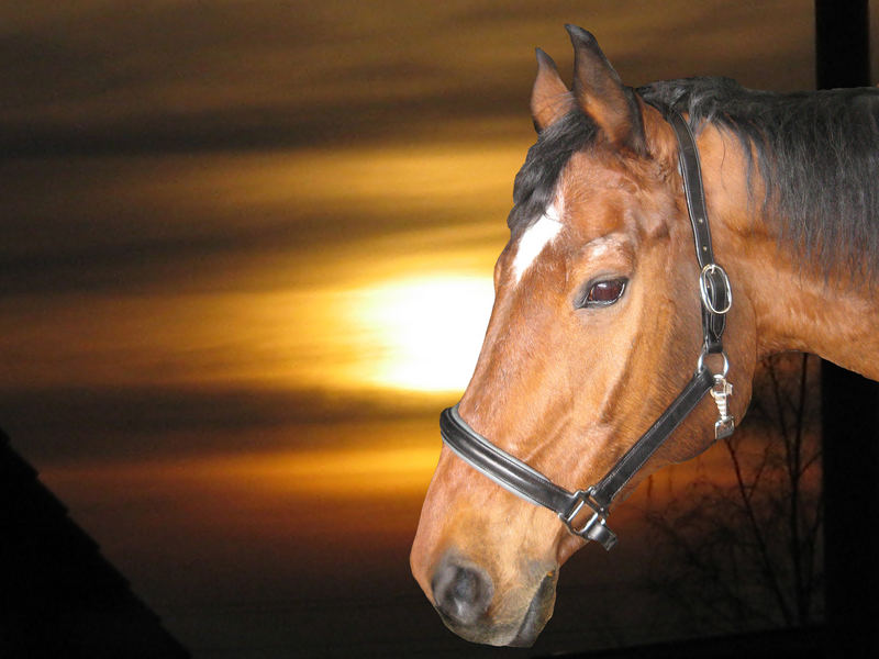 Pferd im Sonnenuntergang