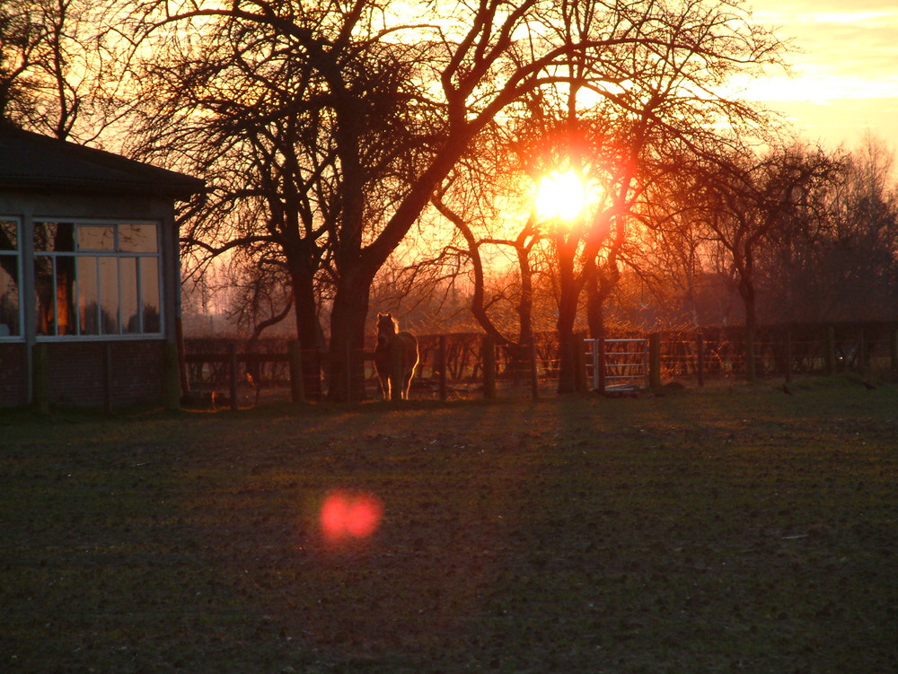 Pferd im sonnenuntergang