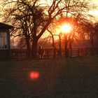 Pferd im sonnenuntergang