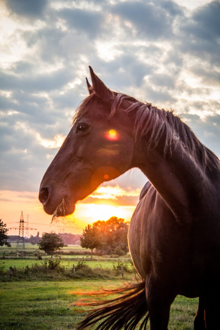 Pferd im Sonnenuntergang