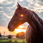 Pferd im Sonnenuntergang