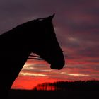 Pferd im Sonnenuntergang