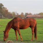 Pferd im Sonnenuntergang ..........