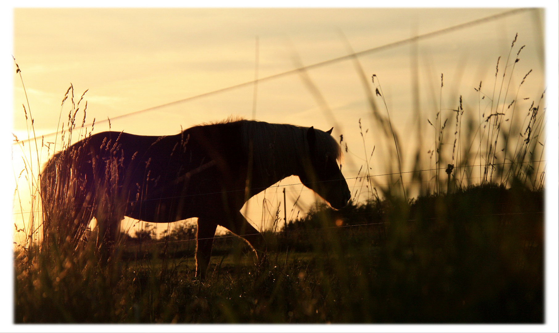 Pferd im Sonnenuntergang