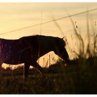 Pferd im Sonnenuntergang