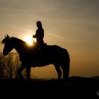 Pferd im Sonnenuntergang