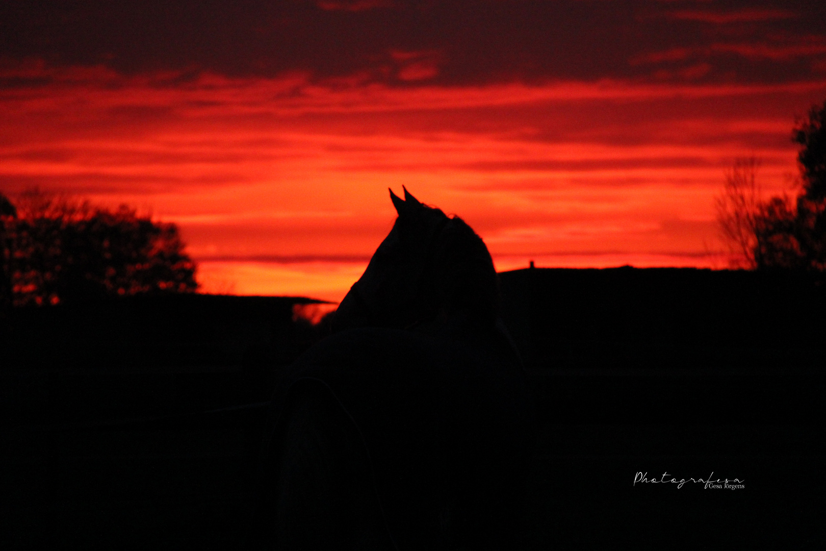 Pferd im Sonnenuntergang 