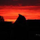 Pferd im Sonnenuntergang 